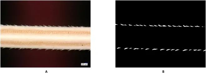 AwnImageAnalysisandPhenotypingUsingBarbNet使用BarbNet进行芒的图像分析和表型分析