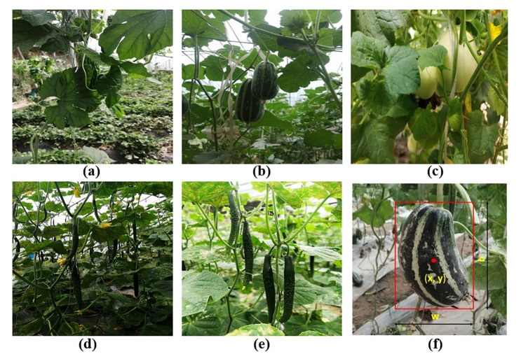 基于改进的YOLO系列算法的温室葫芦科果实实时检测