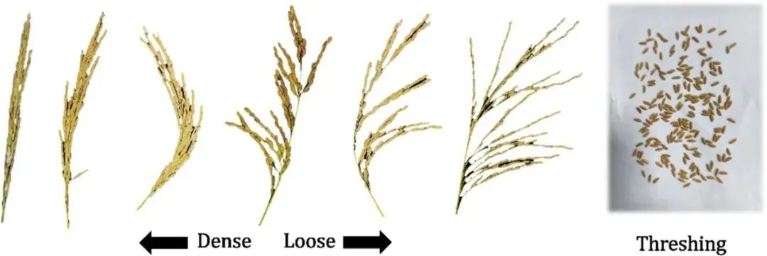华中农业大学宋鹏副教授团队：自然形态稻粒精确计数：一种基于图像分类和物体检测的方法